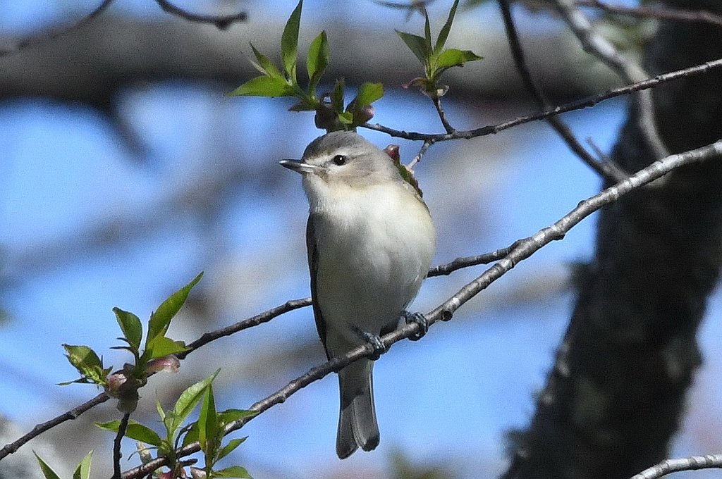 Vireo, Warbling, 2018-05051512 Royalston, MA.JPG - Warbling Vireo. Birch Hill Dam area, Royalston, MA, 5-5-2015